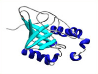 solution structure of the Cdc13 DNA-binding domain in complex with telomeric DNA